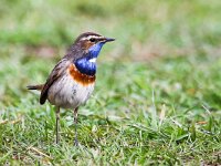 Luscinia svecica cyanecula 29, Witgesterde blauwborst, Saxifraga-Bart Vastenhouw