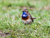 Luscinia svecica cyanecula 30, Witgesterde blauwborst, Saxifraga-Bart Vastenhouw