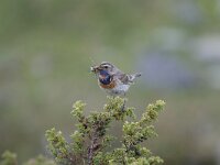 Luscinia svecica ssp svecica 13, Roodgesterde blauwborst, male, Saxifraga-Dir Hilbers
