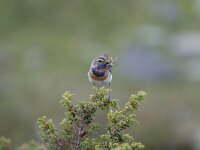 Luscinia svecica ssp svecica 14, Roodgesterde blauwborst, male, Saxifraga-Dir Hilbers