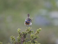 Luscinia svecica ssp svecica 15, Roodgesterde blauwborst, male, Saxifraga-Dirk Hilbers