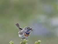 Luscinia svecica ssp svecica 17, Roodgesterde blauwborst, male, Saxifraga-Dir Hilbers
