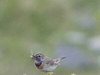 Luscinia svecica ssp svecica 18, Roodgesterde blauwborst, male, Saxifraga-Dir Hilbers