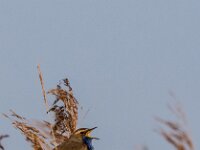 Luscinia svevica 170, Blauwborst, adult, male, Saxifraga-Theo Verstrael