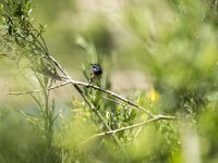 Luscinia svevica 174, Blauwborst, adult, male, Saxifraga-Theo Verstrael