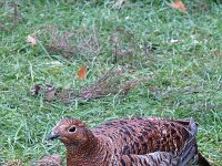 Lyrurus tetrix 11, Korhoen, female, Saxifraga-Jan van der Straaten