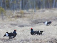 Lyrurus tetrix 45, Korhoen, Saxifraga-Mark Zekhuis