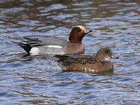 Mareca penelope 11, Smient, Saxifraga-Peter Meininger