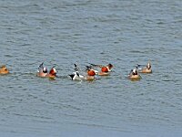 Mareca penelope 12, Smient, Saxifraga-Piet Munsterman