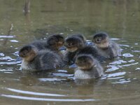 Mareca penelope 17, Smient, Saxifraga-Peter Stein