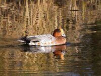 Mareca penelope 22, Smient, Saxifraga-Bart Vastenhouw