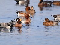 Mareca penelope 25, Smient, Saxifraga-Bart Vastenhouw