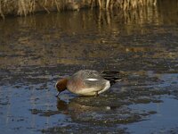 Mareca penelope 27, Smient, Saxifraga-Jan Nijendijk