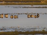 Mareca penelope 32, Smient, Saxifraga-Jan Nijendijk