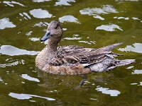 Mareca penelope 73, Smient, Saxifraga-Bart Vastenhouw