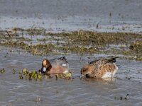 Mareca penelope 84, Smient, adult pair, Saxifraga-Theo Verstrael