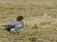 Mareca penelope 9, male, Smient, Saxifraga-Rik Kruit