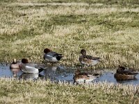 Mareca penelope 95, Smient, adults, Saxifraga-Theo Verstrael