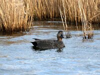Mareca strepera 20 Krakeend, Saxifraga-Henk Baptist