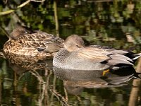 Mareca strepera 48, Krakeend, Saxifraga-Bart Vastenhouw