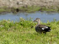 Mareca strepera 51, Krakeend, adult male, Saxifraga-Theo Verstrael