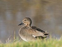 Mareca strepera 52, Krakeend, adult male, Saxifraga-Theo Verstrael