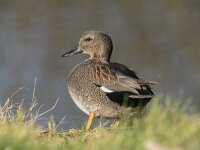 Mareca strepera 53, Krakeend, adult male, Saxifraga-Theo Verstrael