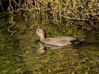 Mareca strepera 55, Krakeend, adult male, Saxifraga-Theo Verstrael