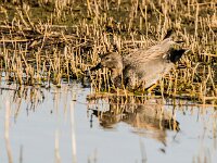 Mareca strepera 59, Krakeend, adult male, Saxifraga-Theo Verstrael