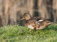 Mareca strepera 62, Krakeend, adult female, Saxifraga-Theo Verstrael