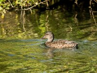 Mareca strepera 66, Krakeend, adult, female, Saxifraga-Theo Verstrael