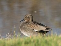 Mareca strepera 71, Krakeend, adult, male, Saxifraga-Theo Verstrael