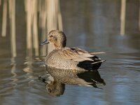 Mareca strepera 73, Krakeend, adult, male, Saxifraga-Theo Verstrael