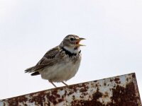 Melanocorypha calandra 12, Kalanderleeuwerik, Saxifraga-Bart Vastenhouw