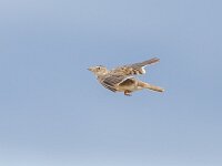 Melanocorypha calandra 16, Kalanderleeuwerik, Saxifraga-Bart Heijne : 2024, Caspe Candasnos, Melanocorypha calandra, Spanje, kalanderleeuwerik, mei, vakantie, vliegend, vogel, voorjaar