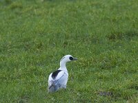 Mergellus albellus 38, Nonnetje, Saxifraga-Jan Nijendijk