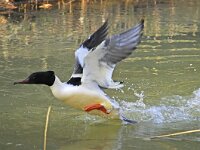 Mergus merganser 10, Grote zaagbek, male, Saxifraga-Piet Munsterman