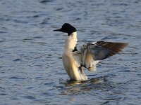 Mergus merganser 13, Grote zaagbek, Saxifraga-Bart Vastenhouw