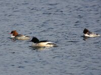 Mergus merganser 15, Grote zaagbek, Saxifraga-Bart Vastenhouw