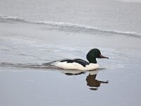 Mergus merganser 18, Grote zaagbek, Saxifraga-Henk Baptist