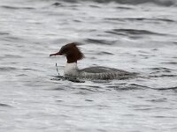 Mergus merganser 21, Grote zaagbek, Saxifraga-Henk Baptist