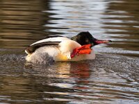 Mergus merganser 35, Grote zaagbek, Saxifraga-Bart Vastenhouw