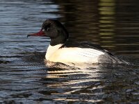 Mergus merganser 36, Grote zaagbek, Saxifraga-Bart Vastenhouw