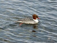 Mergus merganser 4, Grote zaagbek, Saxifraga-Piet Munsterman