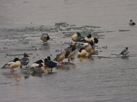 Grote Zaagbek  Zaagbekken op ijs : Mergus merganser