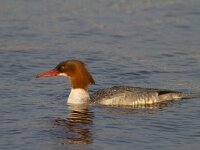 Mergus merganser 7, Grote zaagbek, Saxifraga - Jan Nijendijktif