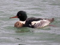 Mergus serrator 26, Middelste zaagbek, Saxifraga-Bart Vastenhouw