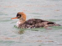 Mergus serrator 28, Middelste zaagbek, Saxifraga-Bart Vastenhouw
