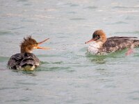 Mergus serrator 29, Middelste zaagbek, Saxifraga-Bart Vastenhouw