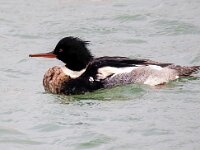 Mergus serrator 31, Middelste zaagbek, Saxifraga-Bart Vastenhouw